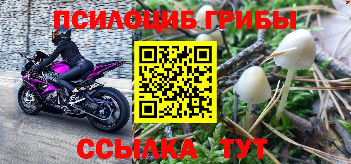 Псилоцибиновые грибы Cubensis Туапсе